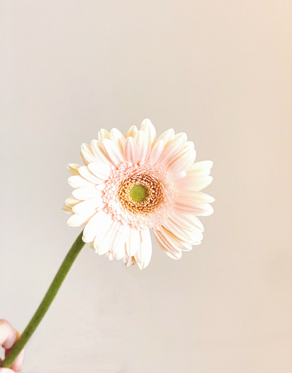 About Meet Flowers